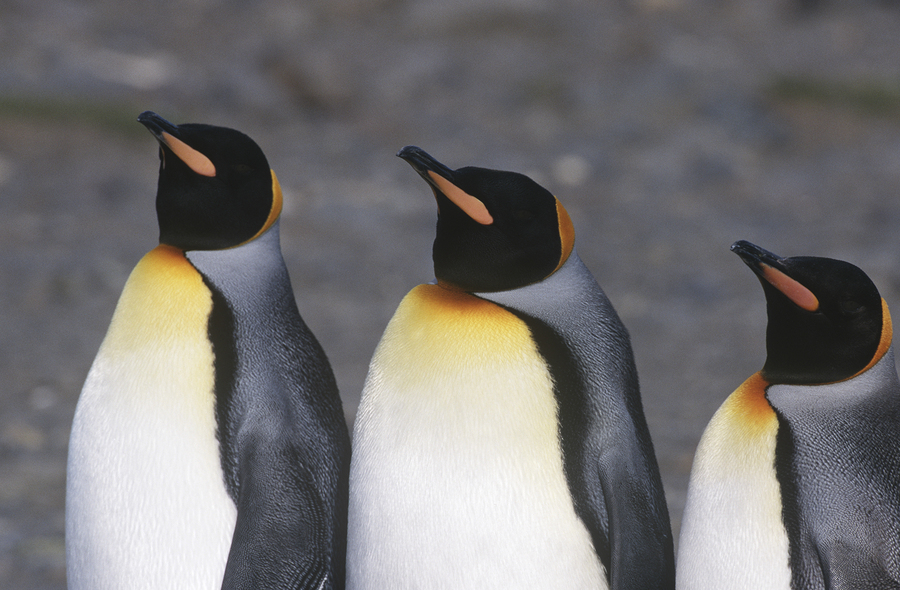 UK, South Georgia Island, three King Penguins standing side by s